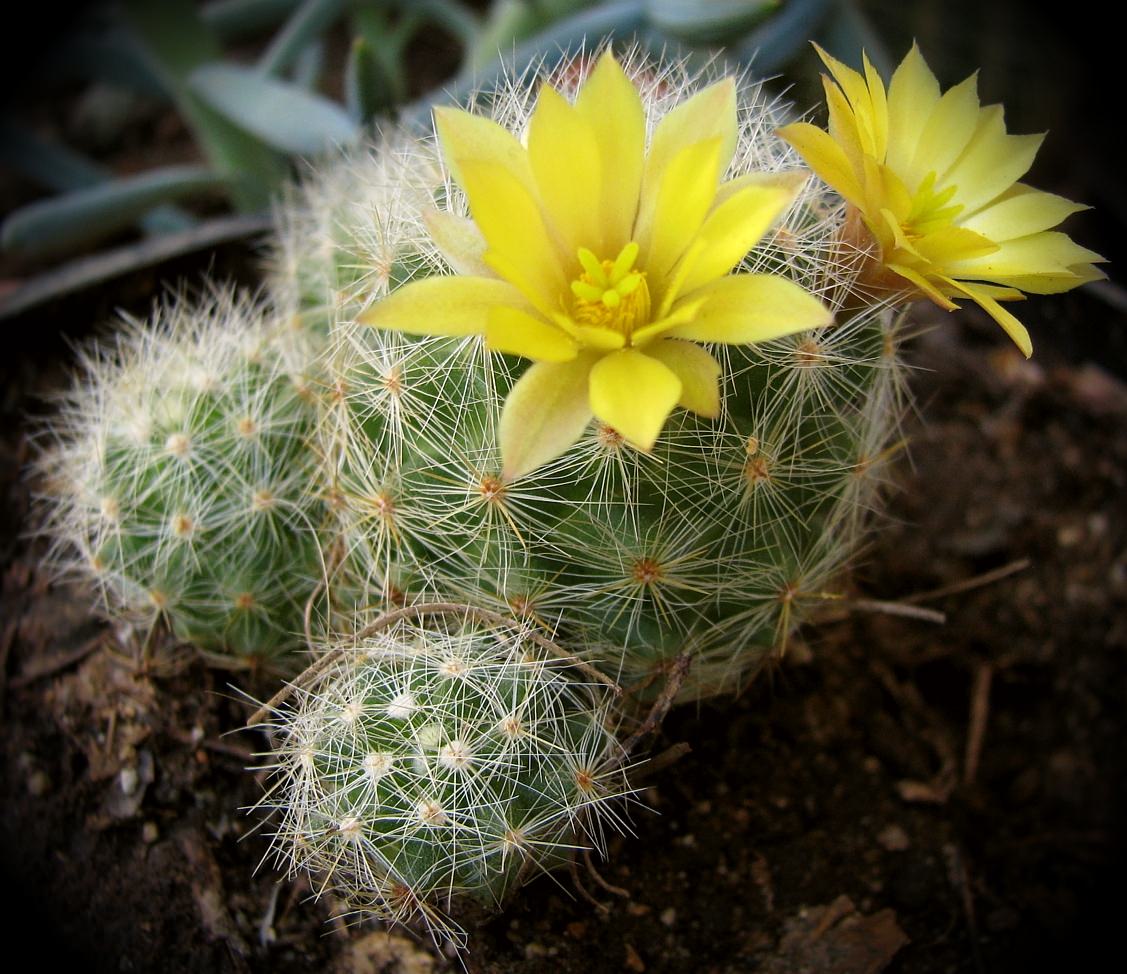 Mammillaria baumii